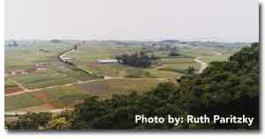 Ie Island Peanut Fields