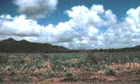 Sugar Cane Field